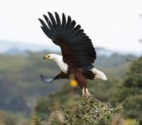 Fish Eagle